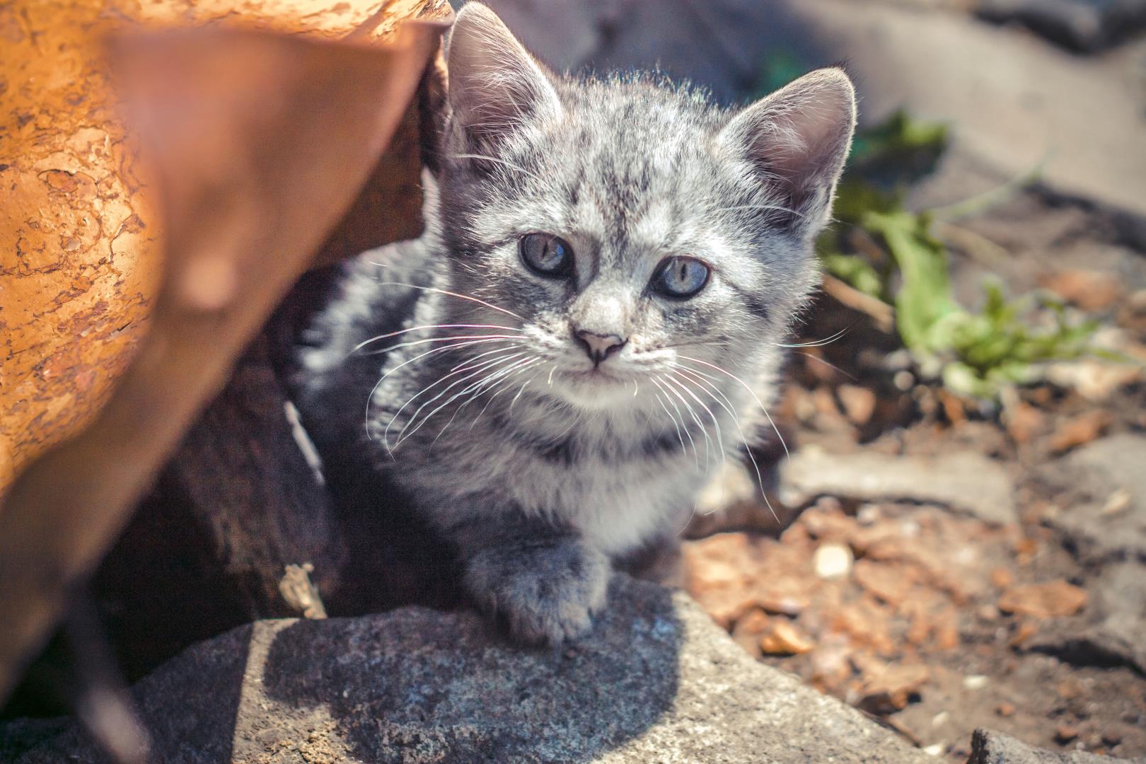 Маленький серый Бездомный котенок
