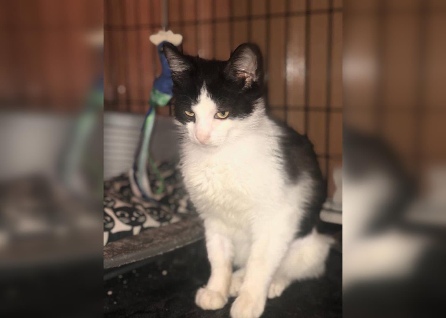 Опарыши хотели съесть кота, но его спасла жительница Раменского | Радио 1