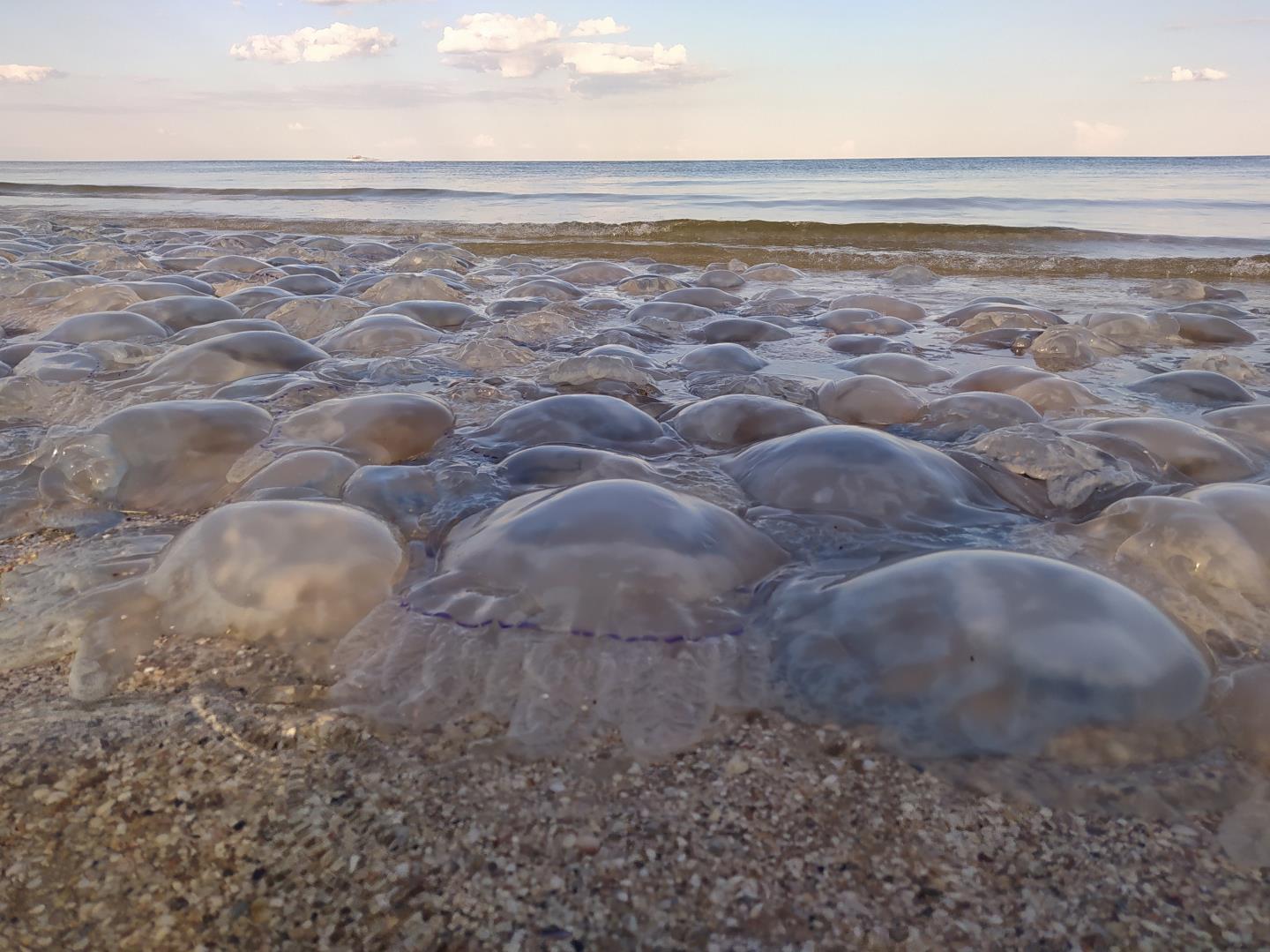 Виды медуз в азовском море