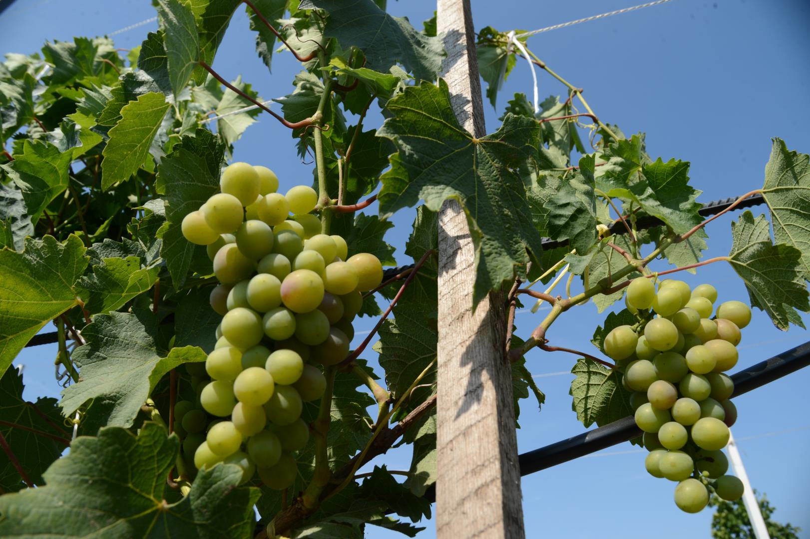 Виноград начали выращивать в Подмосковье