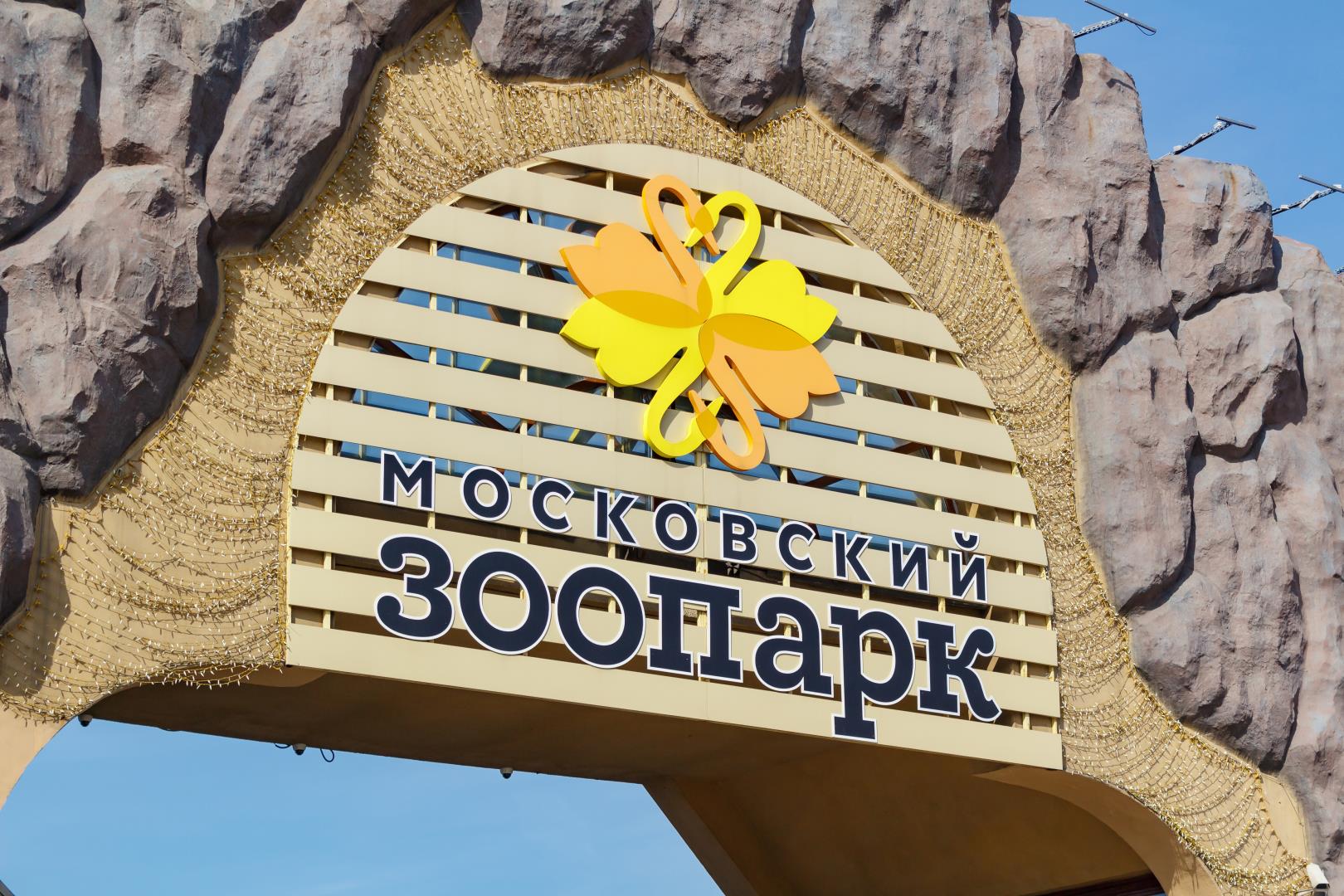 символ московского зоопарка манул