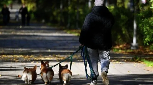 Зима отменяется? Москвичей предупредили о потеплении