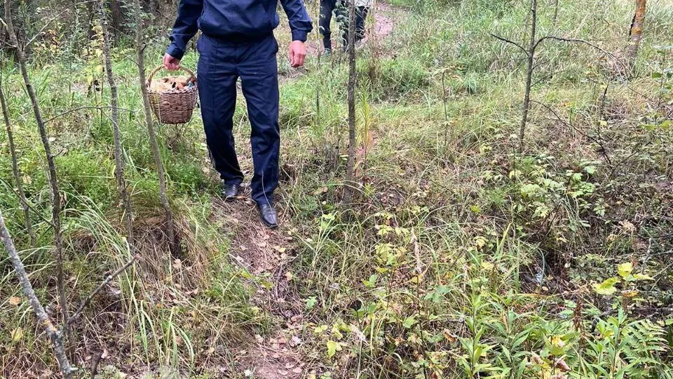 Почти 30 заблудившихся в лесах грибников спасли в Подмосковье в выходные