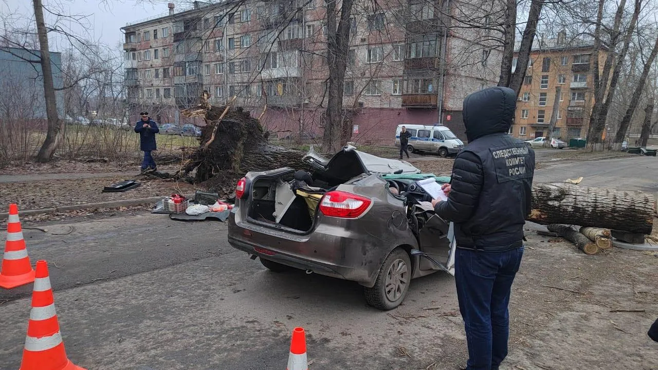 СК подтвердил гибель людей после падения дерева на машину в Новокузнецке