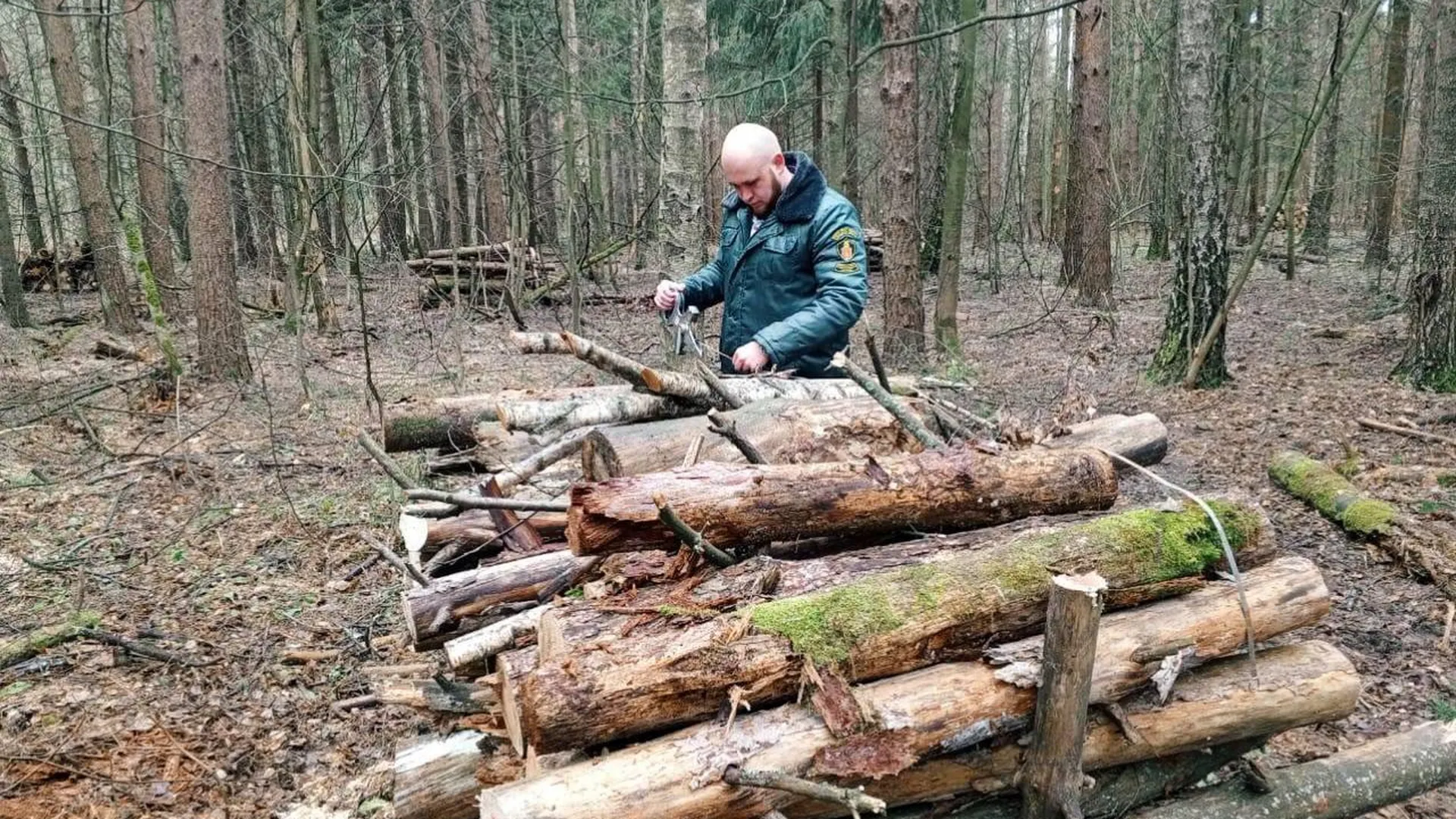 Сухостой и поваленные деревья убрали в Звенигородском лесничестве |  Российские новости - 360tv News