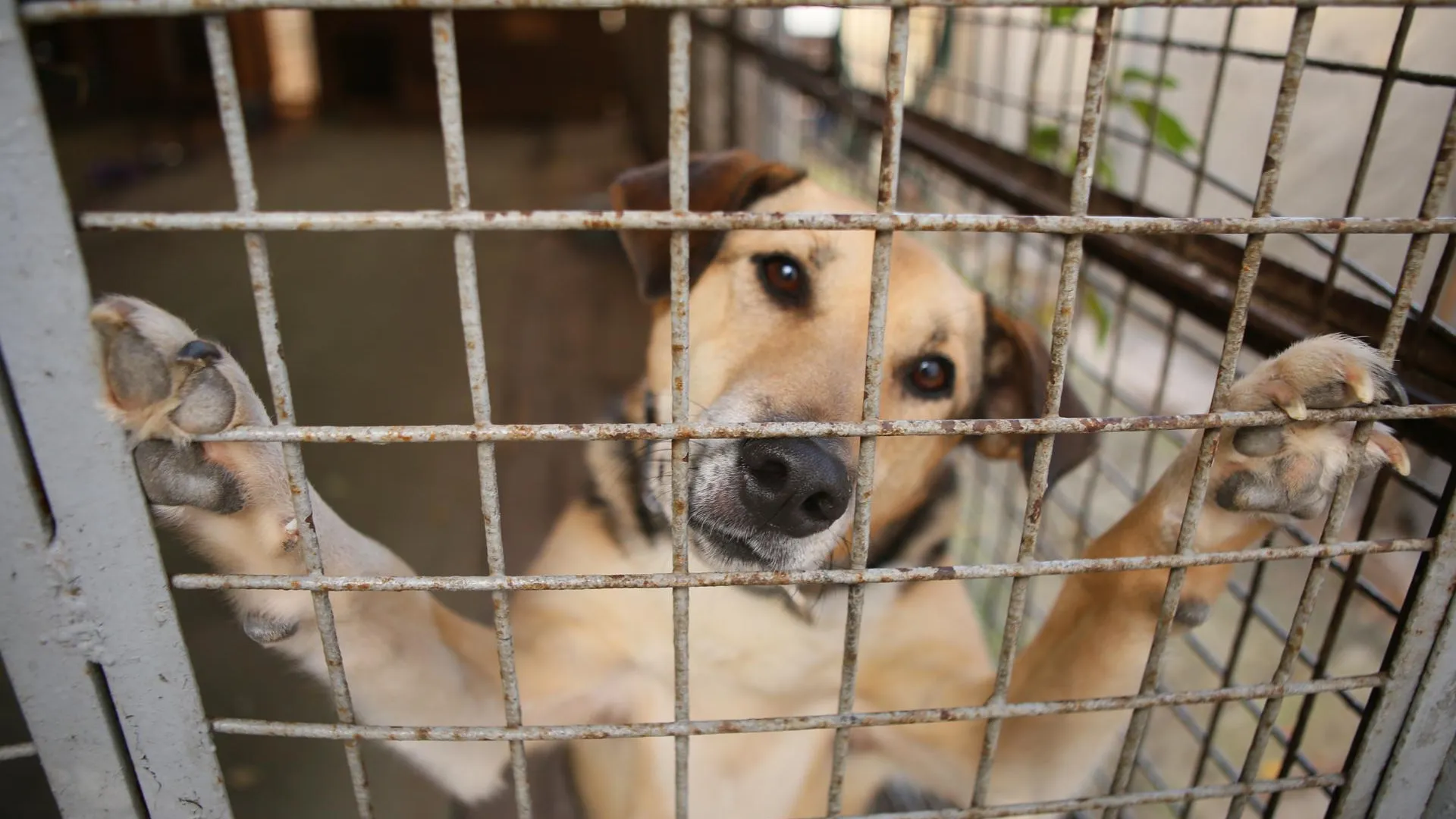 Волонтер из Химок передала помощь приюту для бездомных собак GetDog