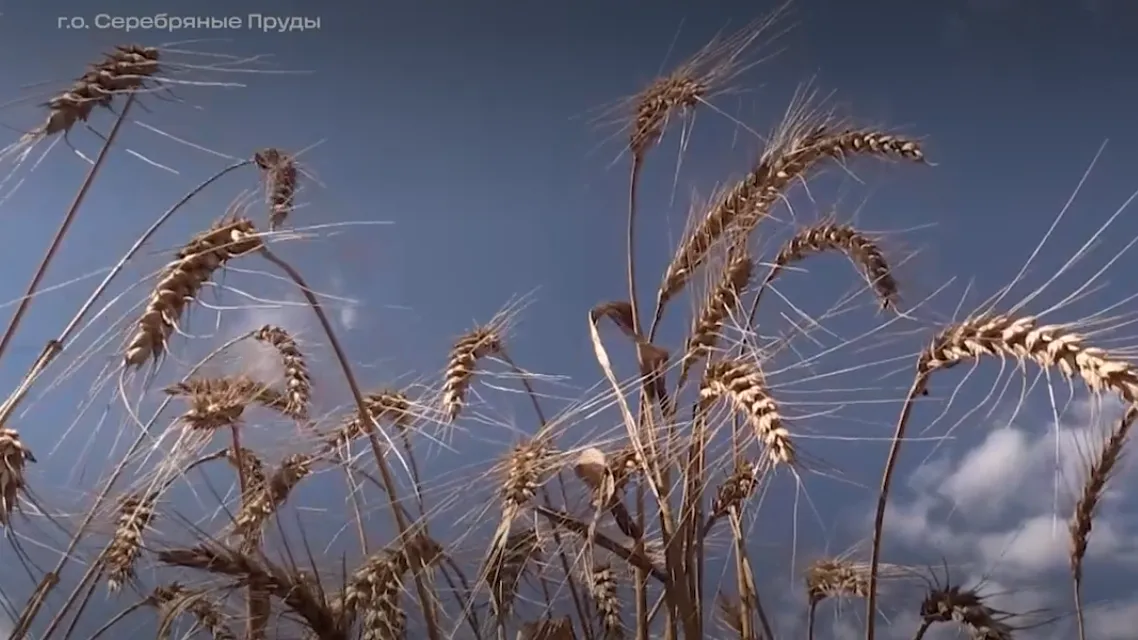 Начало сбора урожая отпраздновали в Серебряных Прудах