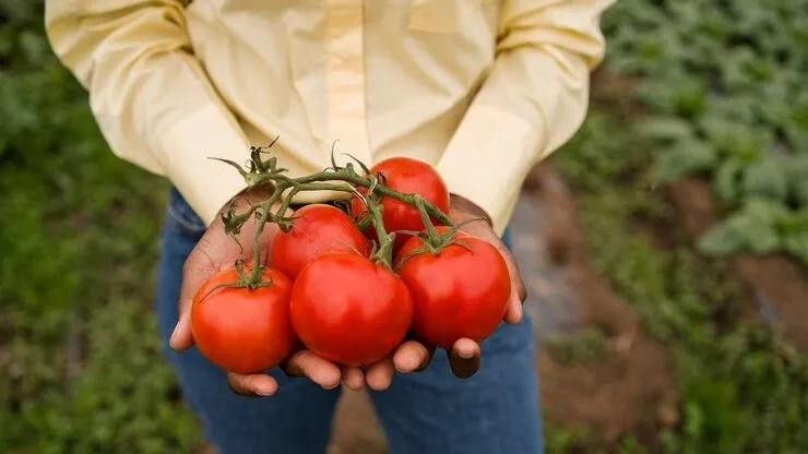 La Tomatina. Фестиваль битвы томатов эпично прошел в Испании