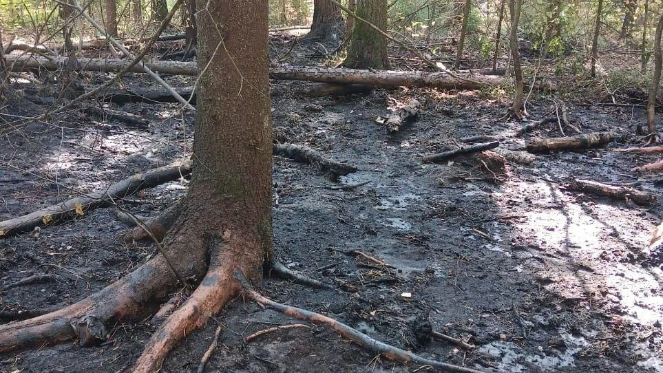 Пожар потушили в Дачном лесничестве в Раменском